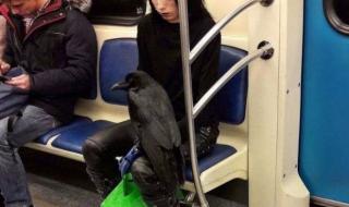 宠物可以带上地铁吗放宠物包里的 地铁能带宠物吗